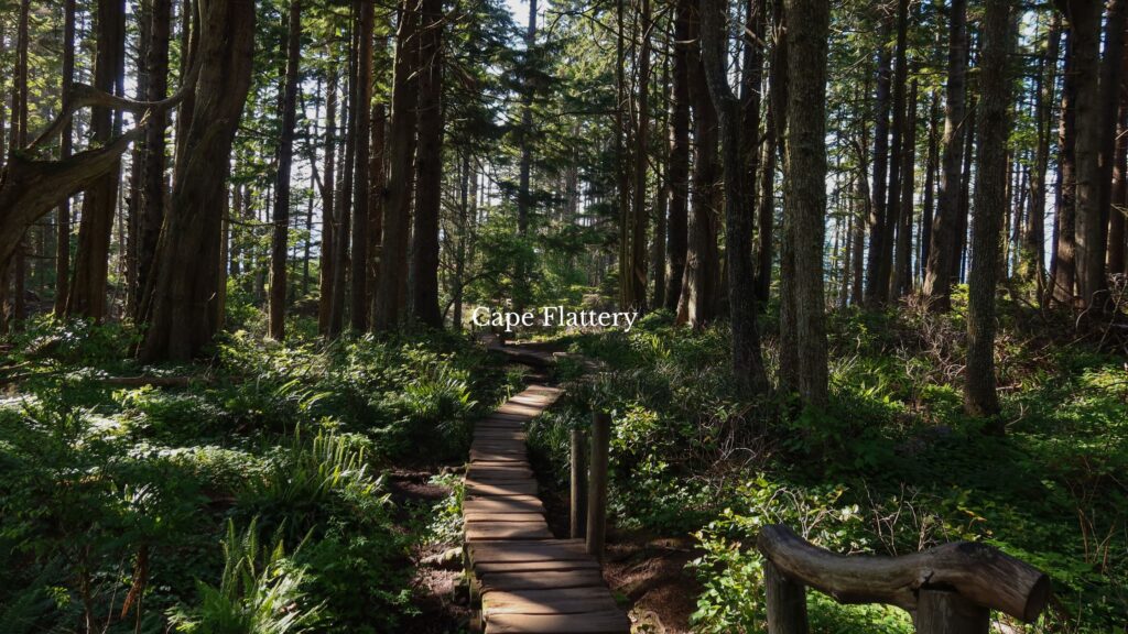 cape flattery trail