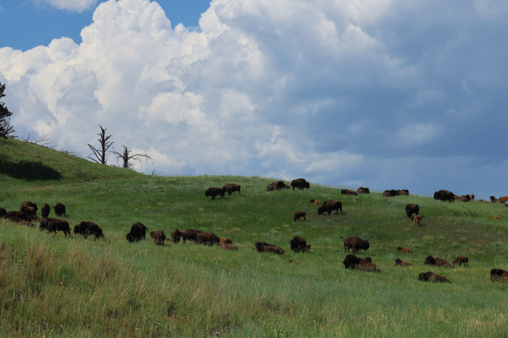 bison on the wildlife loop custer state park