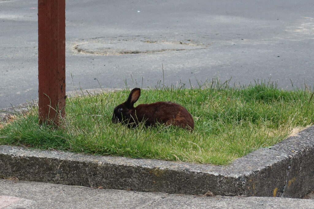 wild domesticated bunny in cannon beach oregon