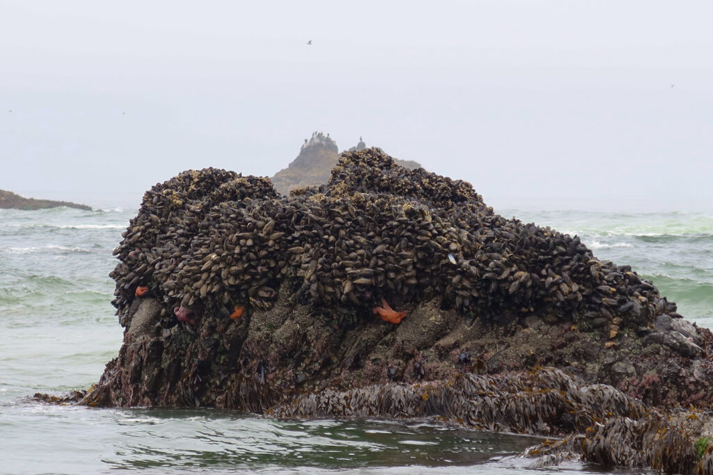 2 days in cannon beach tidepooling