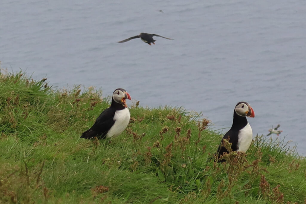 puffins in iceland
