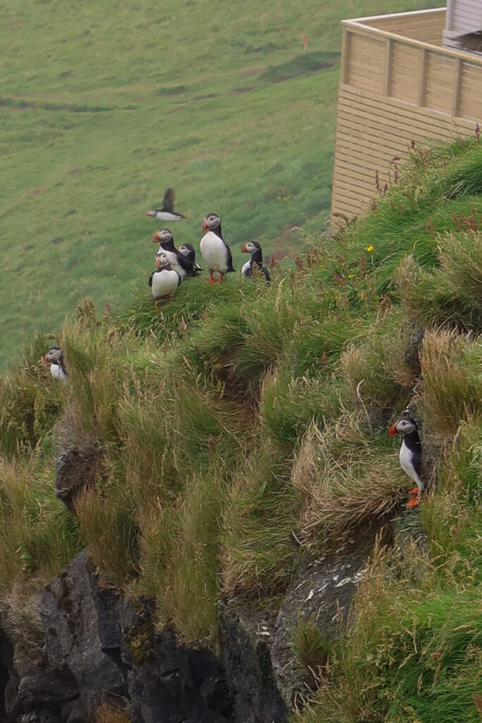 puffins on a cliff