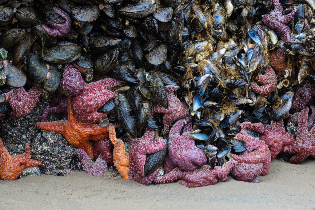 colorful starfish at cannon beach