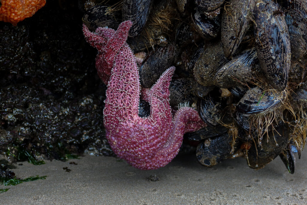 purple starfish